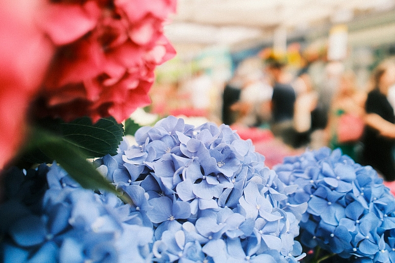 columbia road flower market