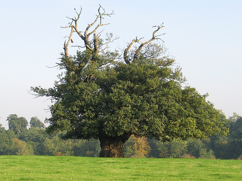 jubilee country park bromley