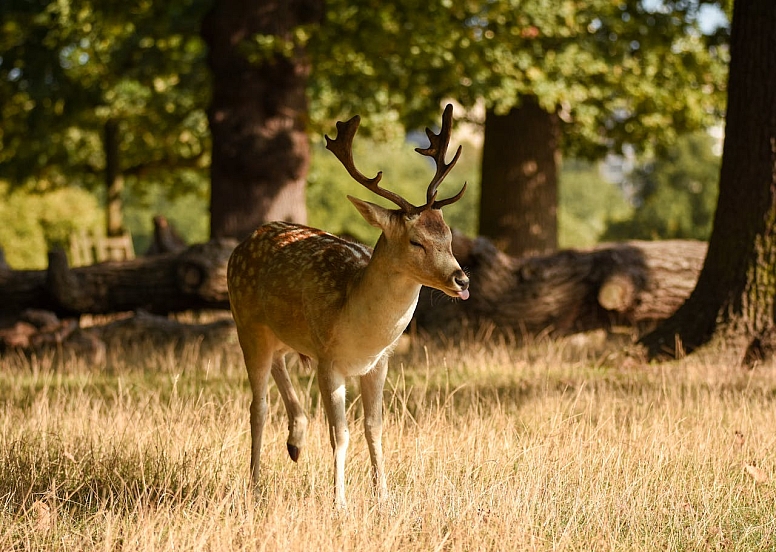 richmond upon thames